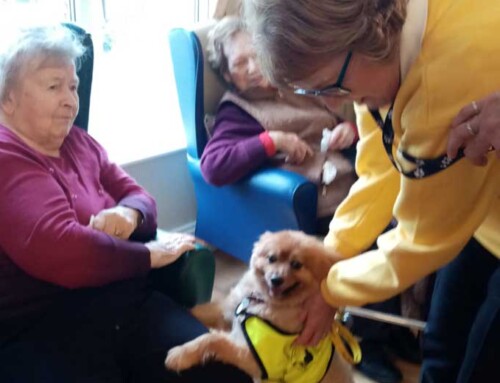 New Beginnings with Irish Therapy Dogs